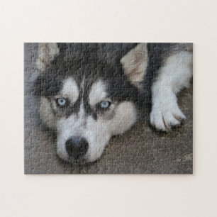 Huskey Blue Eyes Legpuzzel