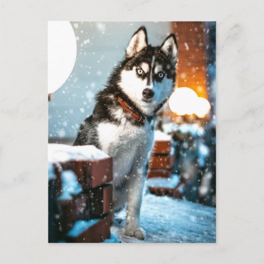 Huskey Pet Dog Foto Briefkaart (Voorkant)