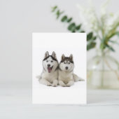 Huskies Briefkaart (Staand voorkant)