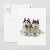 Huskies Briefkaart (Voorkant / Achterkant)