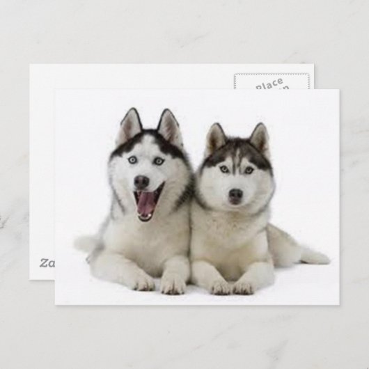 Huskies Briefkaart (Voorkant / Achterkant)