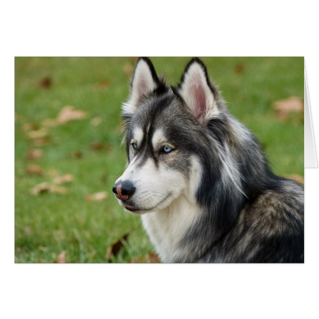 Husky (Voorkant Horizontaal)