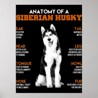 Husky | Anatomie van Siberische heekhonden Poster