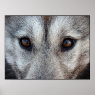 Husky Art Print Sled Dog Art Poster Wolf Pup Cadea