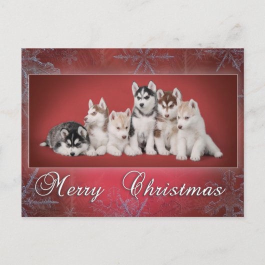 Husky Chistmas Feestdagenkaart (Voorkant)