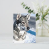 Husky dans Carte postale Neige (Debout devant)