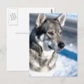 Husky dans Carte postale Neige (Devant / Derrière)