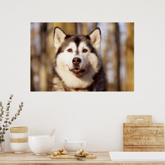 Husky Dog Belle impression d'art (Cuisine)