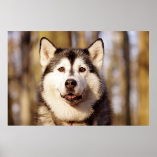 Husky Dog Belle impression d'art