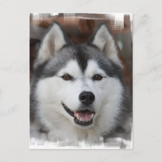 Husky Dog Briefkaart (Voorkant)