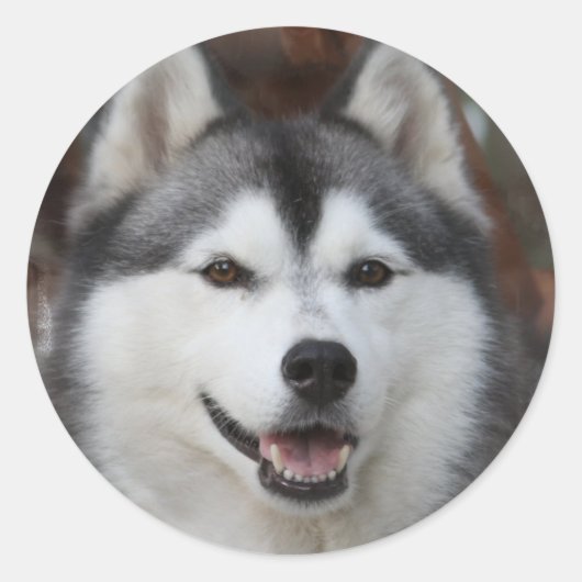 Husky Dog Sticker (Voorkant)