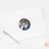 Husky en de frisbee ronde sticker (Envelop)