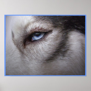 Husky Eye Poster Sled Dog Art Poster Husky Gifts