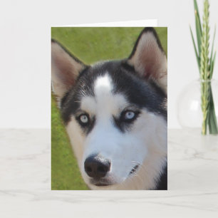 Husky foto Wenskaart Kaart