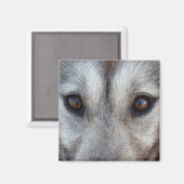 Husky Fridge Magnet Sled Dog Loup Magnet / Cadeau (Recto/Verso)