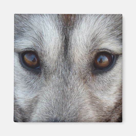 Husky Fridge Magnet Sled Dog Loup Magnet / Cadeau (Devant)