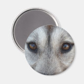 Husky Fridge MagnetSled Chien Loup Magnet / Cadeau (Recto/Verso)