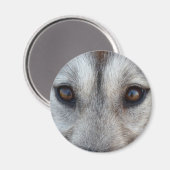 Husky Fridge MagnetSled Dog Wolf Magnet / Gift Magneet (Voorkant / Achterkant)