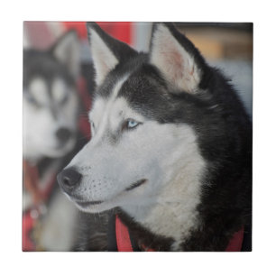 Husky hond voor een race, Canada Tegeltje