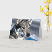 Husky in Snow Note Kaart (Gele Bloem)