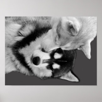 Husky Love Poster