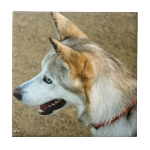 Husky Portrait Tegeltje