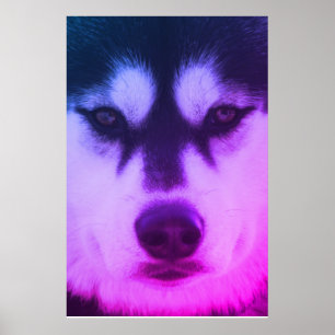 Husky Poster