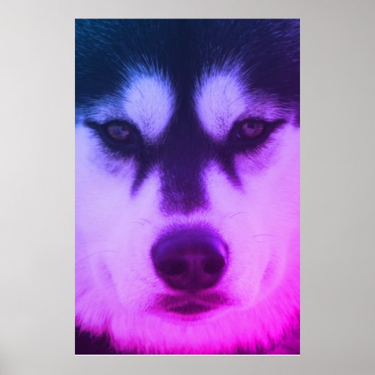 Husky Poster (Voorkant)