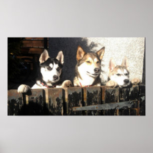 Husky Print.. Peking! Poster