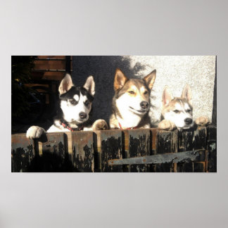 Husky Print.. Peking! Poster