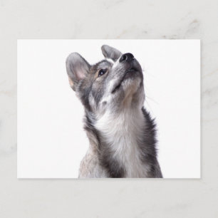 Husky puppy briefkaart