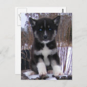 Husky Puppy Briefkaarten (Voorkant / Achterkant)