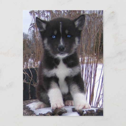 Husky Puppy Briefkaarten (Voorkant)