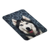 Husky Puppy Posing with a Dark Bakground Magneet (Rechterzijde)