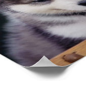 Husky Puppy Poster (Hoek)