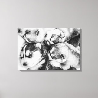 Husky pups in de sluimer canvas afdruk