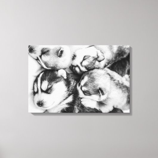 Husky pups in de sluimer canvas afdruk (Voorkant)