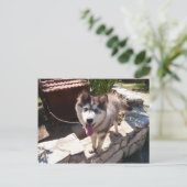 Husky Sam Briefkaart (Staand voorkant)