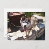 Husky Sam Briefkaart (Voorkant / Achterkant)