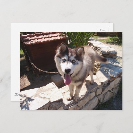 Husky Sam Briefkaart (Voorkant / Achterkant)