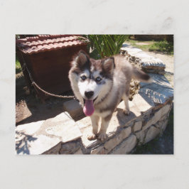 Husky Sam Briefkaart