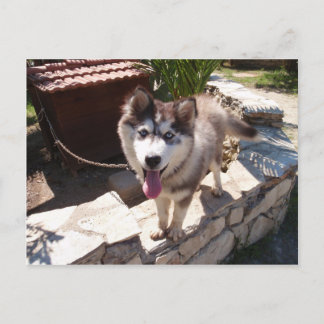 Husky Sam Briefkaart