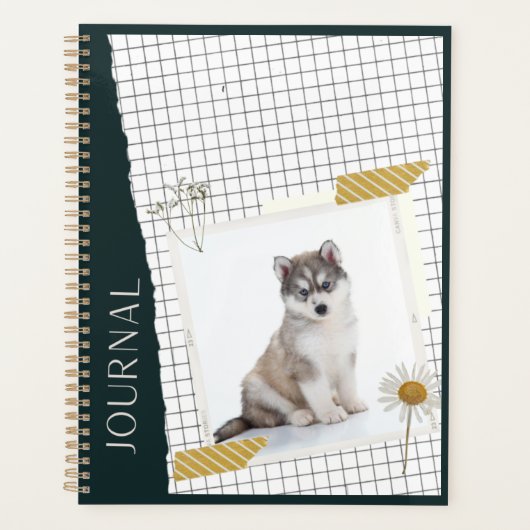 Husky sibérien Planeur (Devant)