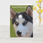 Husky Verjaardag Kaart (Gele Bloem)