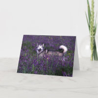 Husky Verjaardagskaart