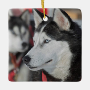 Huskyhond voor een race, Canada Keramisch Ornament