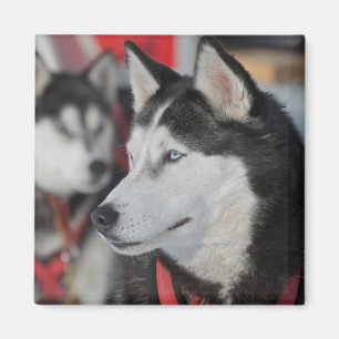 Huskyhond voor een race, Canada Magneet