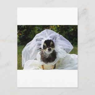 Huwelijk Chihuahua Bruid Briefkaart