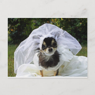 Huwelijk Chihuahua Bruid Briefkaart