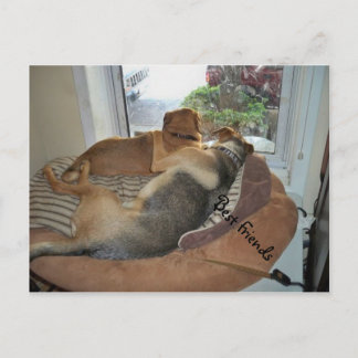 Huwende honden die een Uitzicht delen Briefkaart